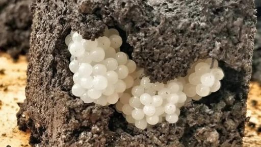 I found something strange in the yard – white, round balls: I was horrified when I realized what it was.