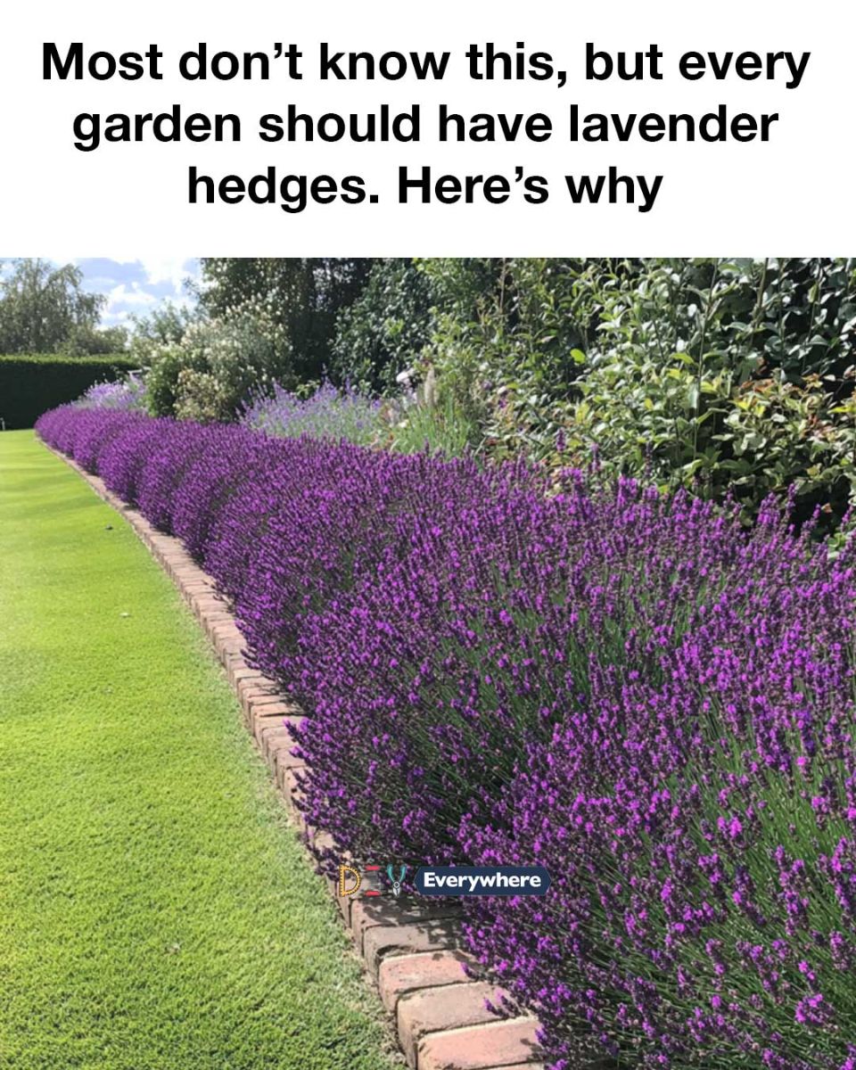 Most don’t know this, but every garden should have lavender hedges. Here’s why