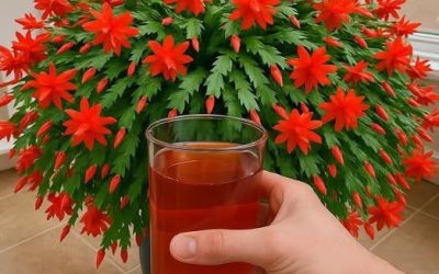 The most effective tricks for making the Christmas cactus bloom year-round