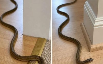 If this snake gets into your house, it means that you… show more