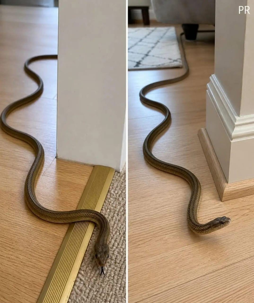 If this snake gets into your house, it means that you… show more