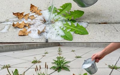 A natural and effective way to control weeds at home.